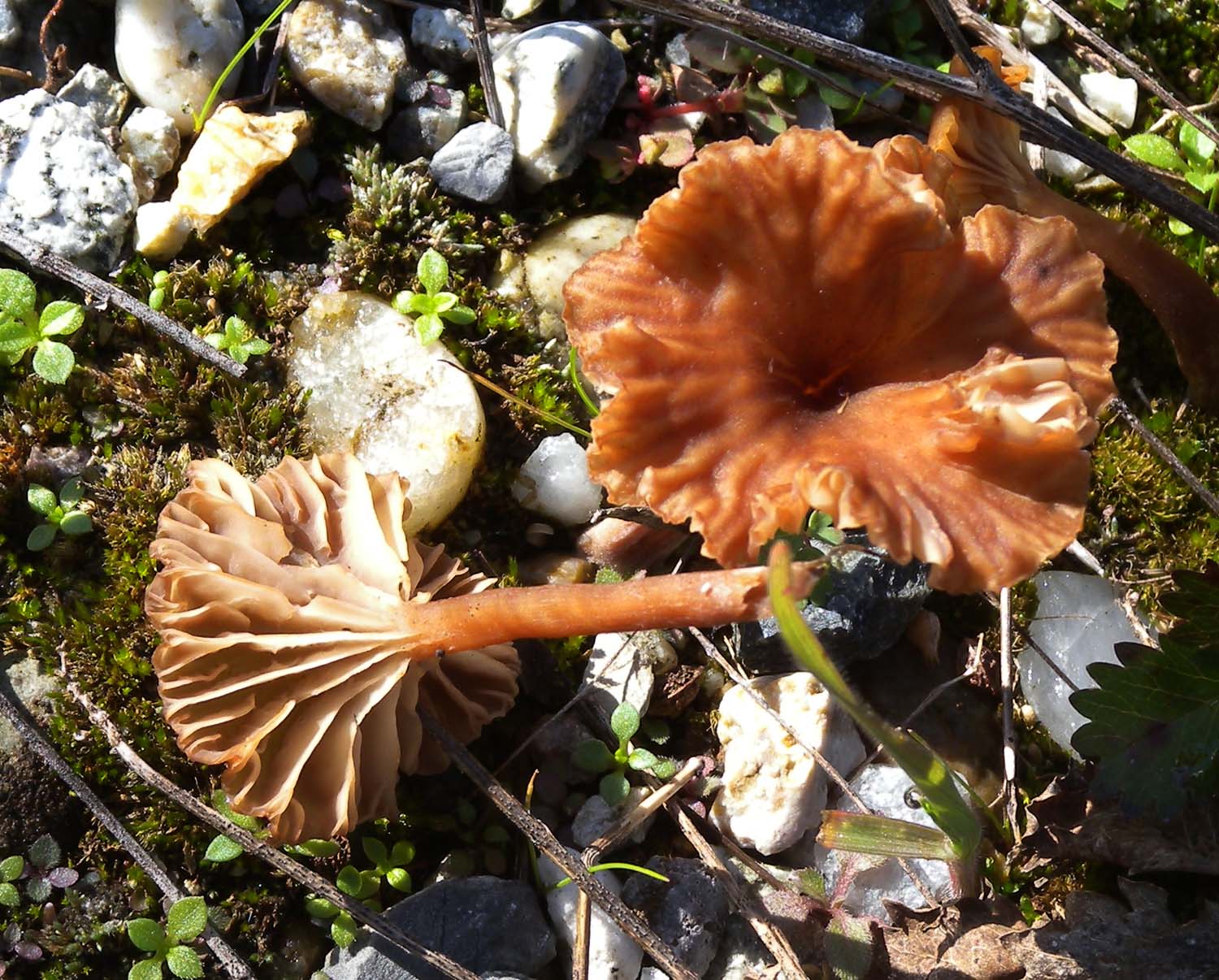 Cantharellus ?